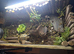 Tortoise and enclosure for sale