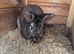 4 x rabbits and hutch