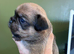 Jug Pup