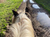 Beautiful coloured cob mare