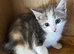 Beautiful kittens ready now