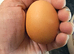 Fresh free-range eggs for sale.