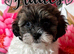 Shipoo puppies ready now