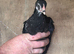 4 chicks and a cockerel