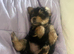 Yorkshire terrier puppies available-vaccinated,chipped & insured