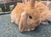 READY NOW lionhead lop x Harliquin kits