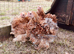 Frizzle feathered Pekin girls