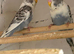 2x young budgies for sale