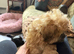 Cockapoo and shitzu mix small dog