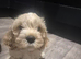 Boy Cavachon for sale