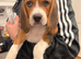Beagle puppies for sale