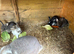 french lop-rex mixed 2for £80