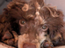 Brown merle & tan toy poodle