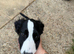 Pup for rehoming