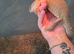 Bosc monitor