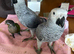 African greys for sale
