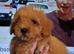 Stunning poodles SMALL