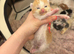Ragdoll Kittens