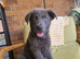 12 WEEK OLD BLUE GERMAN SHEPHERD