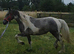 Beautiful blue and white filly