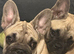 French Bulldog Boy and Girl