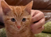 British Shorthair x Calico cross kittens