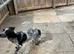 Cocker spaniel