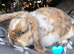 Beautiful male mini lop