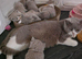 4 Gorgeous BSH kittens READY NOW