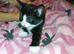 6 beautiful kittens for sale 4 girls 2 boys