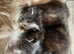 Maine coon cross persian kittens ready now