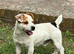 Jackrussel pups