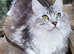 4 year old female Maine Coon spayed gccf