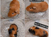 Baby guinea pigs ready now