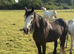 Filly for sale