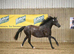 Stunning Section C Mare