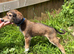 Beautiful KC registered puppies