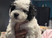 Shipoo puppies