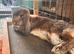 French lop