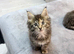 Stunning TICA Maine coons