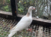 Coloured racing pigeons