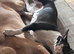 3 year old female bull terrier