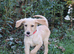 F2 Labradoodles puppies. 2 boys remaining price reduced