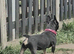 Bessie french bulldog