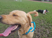 Golden lab retriever for stud