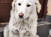 ️ SNOWY – The Beautiful Girl with the Gentle Soul ️