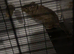 2 Degus for sale