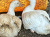 Bonded pair unrelated male female embden goose