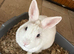 6 month old rabbit with cage