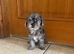 Beautiful Toy Jackapoo